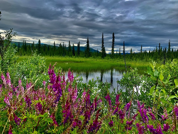 Mountain Prairie Alaska  IMG 1535 by Scott Pientka