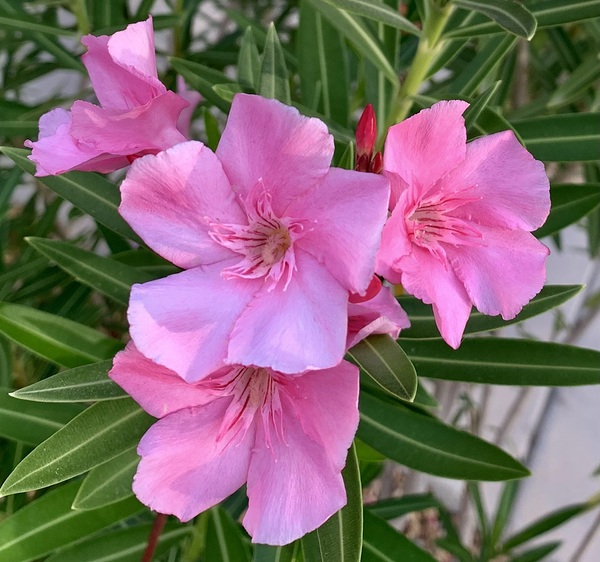 Flowers IMG 5426 by Scott Pientka