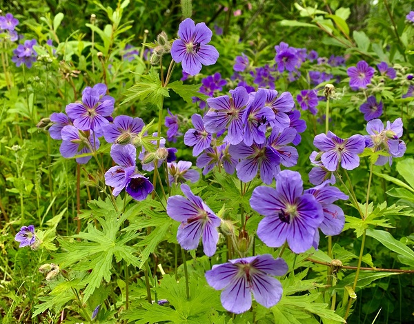 Flowers IMG 1190 by Scott Pientka
