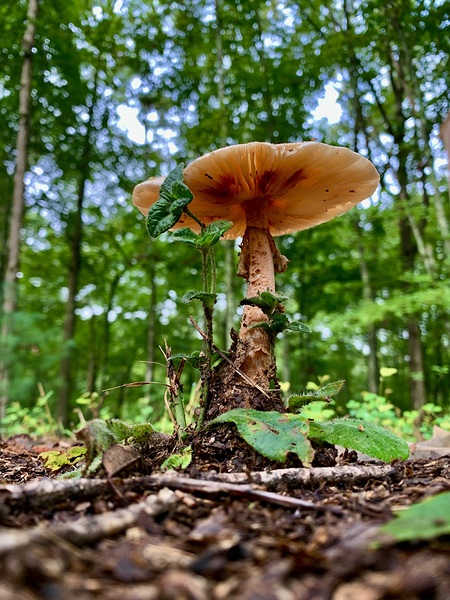 Mushroom IMG 8018 by Scott Pientka