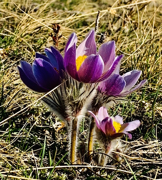 Purple Crocus by Scott Pientka