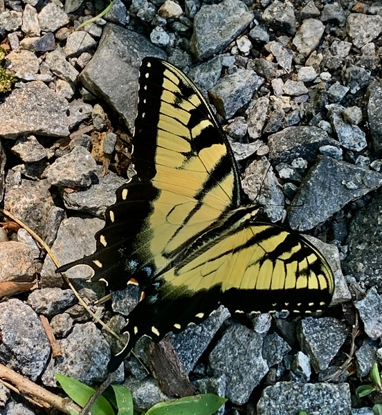 Butterfly IMG 8063 by Scott Pientka
