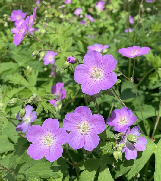 flowers Herbaceous  by Scott Pientka