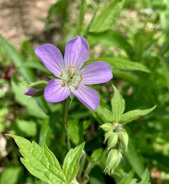 Purple Herbaceous by Scott Pientka