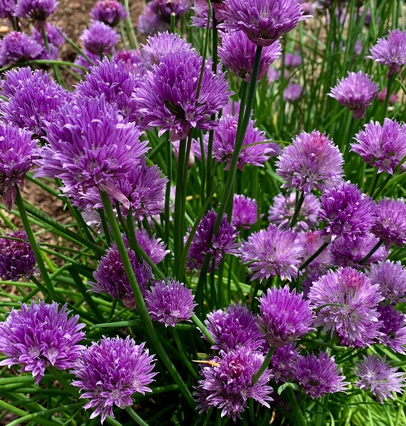 Purple Chives by Scott Pientka