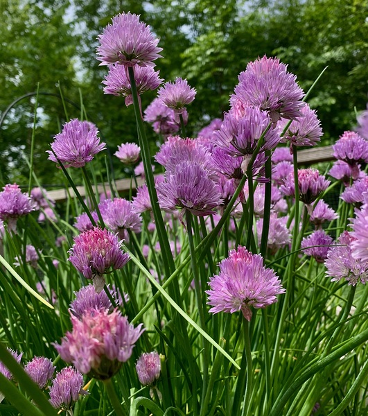 Chives by Scott Pientka