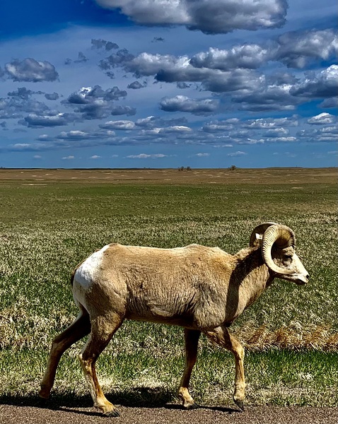 Badland National Park IMG 8733 by Scott Pientka
