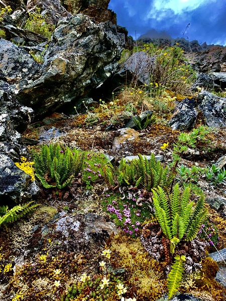 Denali Rock Formation IMG 1003 by Scott Pientka