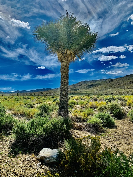 Desert Tree NV IMG 5294 by Scott Pientka
