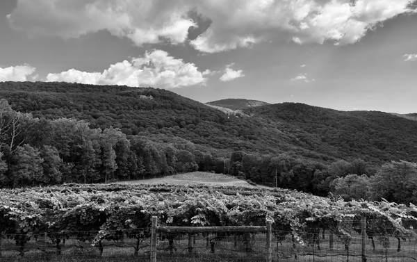 Vineyard IMG 8546 Digital Download