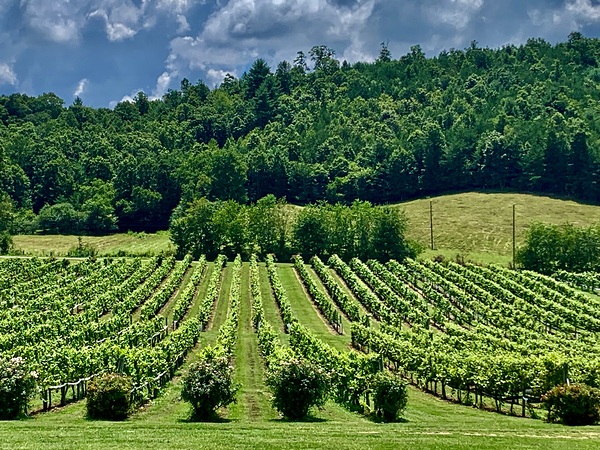 Vineyard IMG 7824 Digital Download