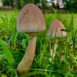 Mushroom IMG 8155
