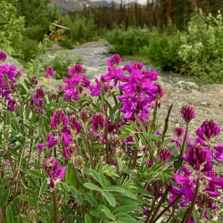 Creekside Flowers IMG 0741