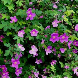 Flowers IMG 0746