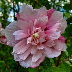 Pink Flower IMG 8547