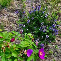 Flowers IMG 0747