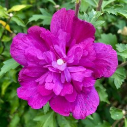 Pink Flower IMG 8548