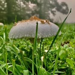 Mushroom IMG 8085