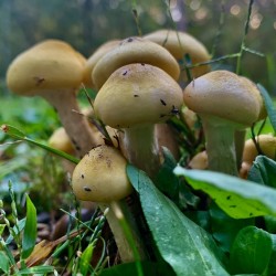 Mushroom IMG 8789