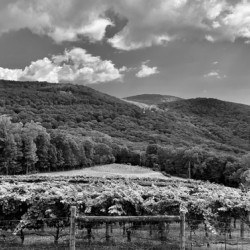 Vinyard IMG 8546