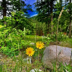 Flower & Rock IMG 0772