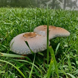 Mushroom IMG 8089