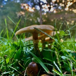 Mushroom IMG 8795