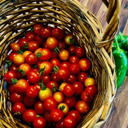 Cherry Tomatoes 