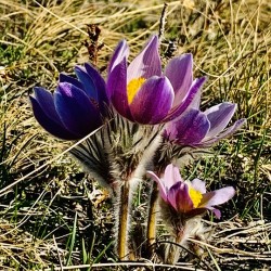 Purple Crocus