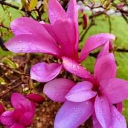 Azalea Pink Flower 