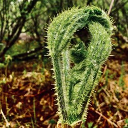 Fiddlehead Fern