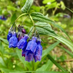 Flowers IMG 0646
