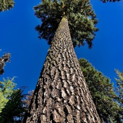 Tree Tower 