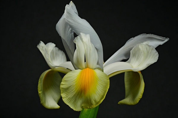 Iris closeup Print