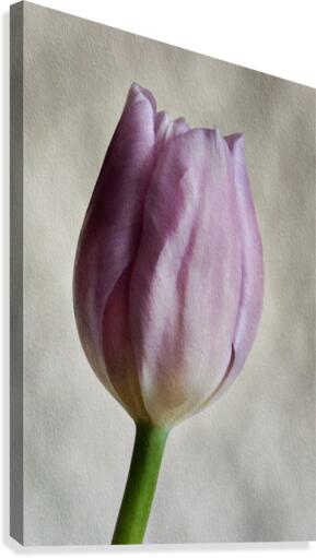Tulip Canvas Print