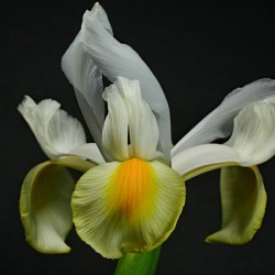 Iris closeup