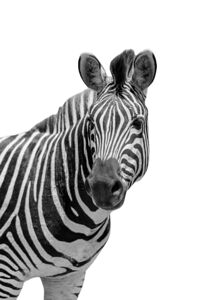Funny Zebra