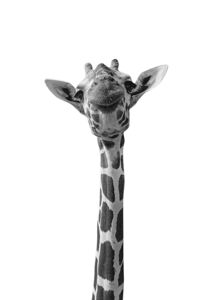 Funny Giraffe