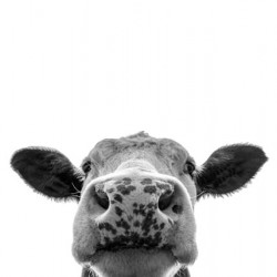 Cute Cow