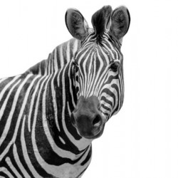 Funny Zebra