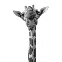 Funny Giraffe