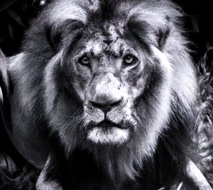 Large Lion