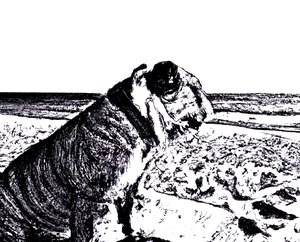 Reflection Dog