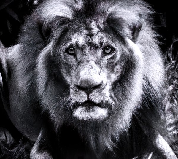 Large Lion Print