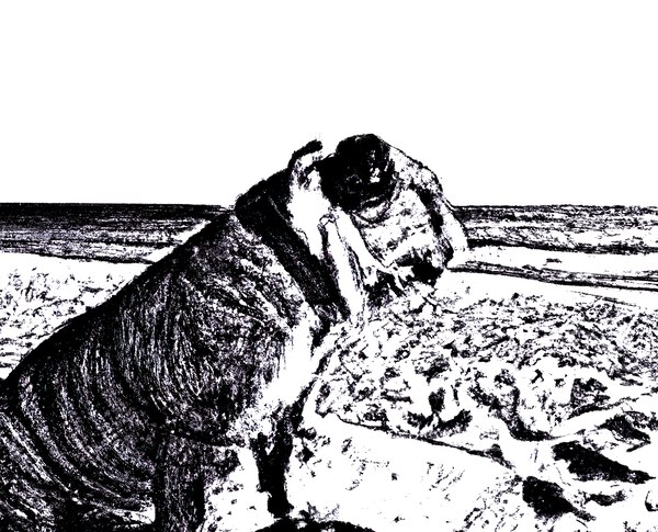Reflection Dog Print