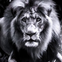 Large Lion