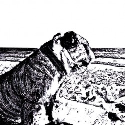 Reflection Dog