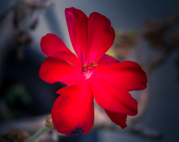 Red by BobbyRay