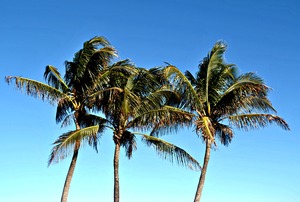 Florida Summer Palm Trees