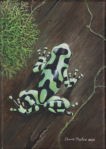 Frog green 5x7